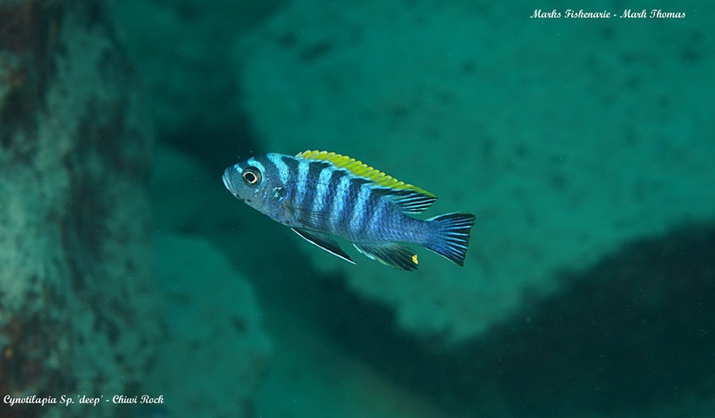Cynotilapia zebroides 'Chiwi Rocks'